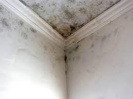 Best Attic Mold Removal  in Colon, MI